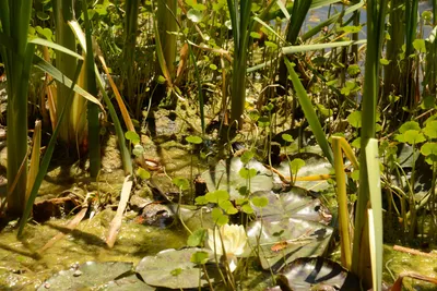 DSC_1653 (Large).JPG